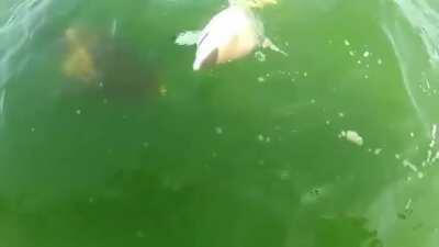 Goliath fish eats shark whole