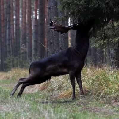 Black Fallow Deer