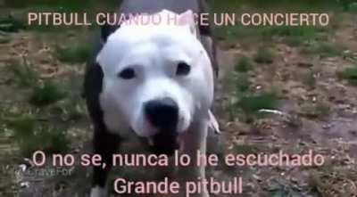 Grande Pitbull