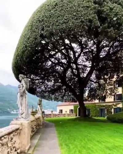 Umbrella tree