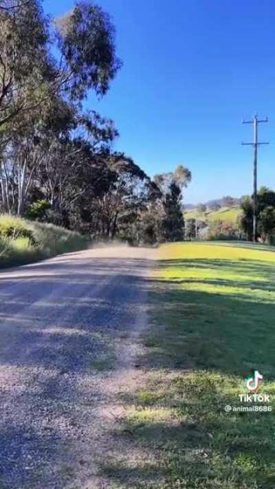 The speed of a Kangaroo vs Dog