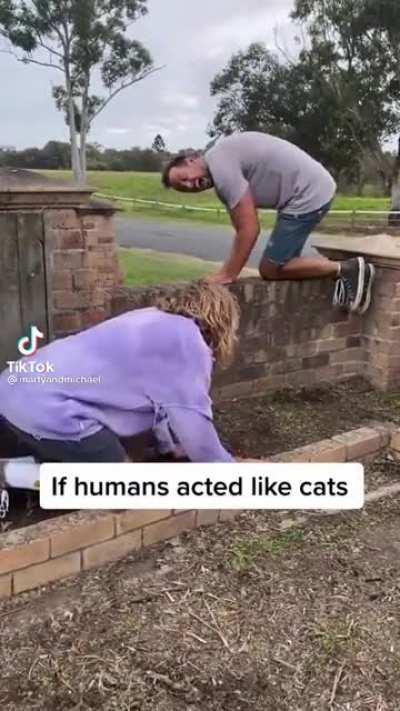 If humans acted like cats