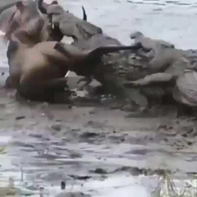 wildebeest dragged into the deep end