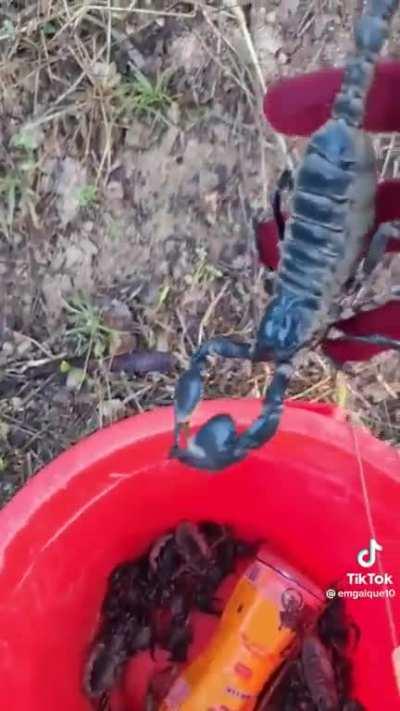 Catching scorpion using ants