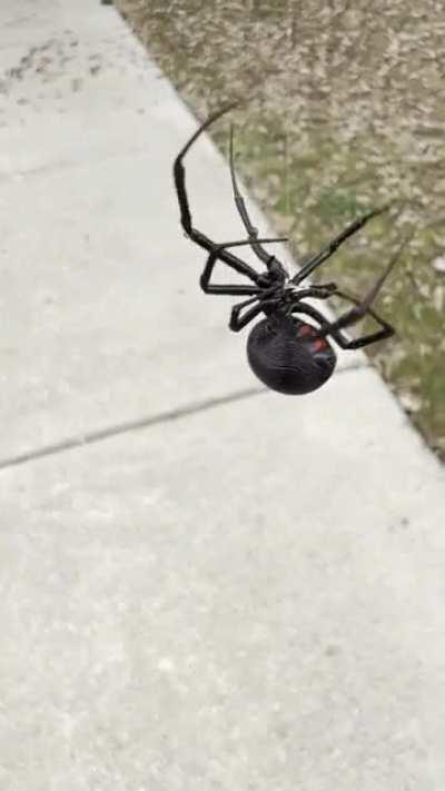 Macro video of the biggest black widow I’ve ever seen.