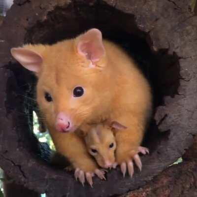 The Common Brushtail Possum has four color varieties namely, silver-grey, brown, black, and gold. The rare fluffy golden coats are from a genetic mutation that results in low levels of melanin in the Possum's skin and fur.