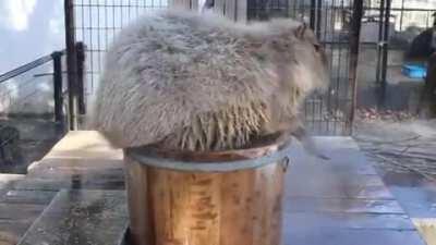 Capybara enters its spa bucket