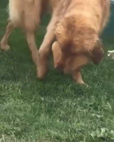 Good boy can't take two trips