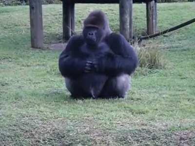 🔥 Lowland gorilla at Miami zoo uses sign language to tell someone that he's not allowed to be fed by visitors.