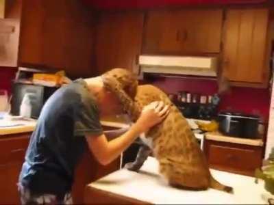 An affectionate bobcat cuddling the boy who rescued him