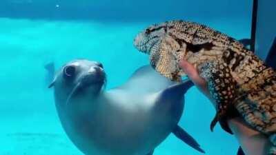 Seal checking out another very strange looking seal.