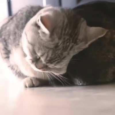 Cat Expresses Pure Love Towards Its Dog Friend