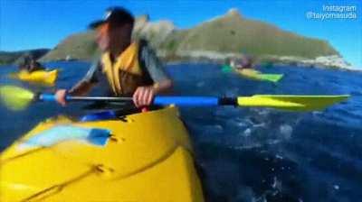 Seal slaps kayaker with an octopus