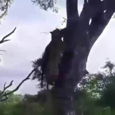 Leopard stealing a kill right out from under a hyena’s nose