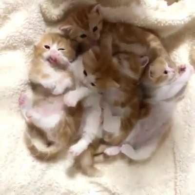 Take a Kitten Break..