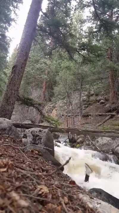 Doing yoga on a log