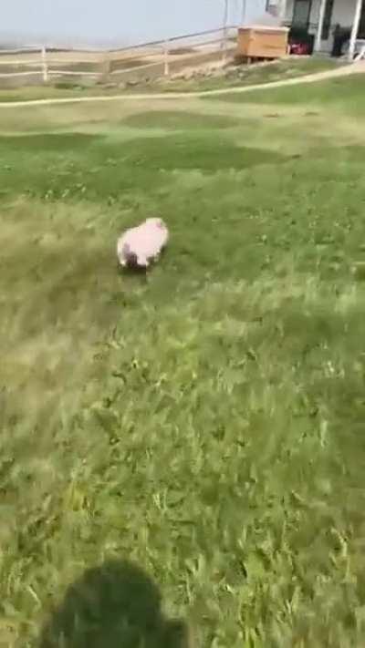 Super fast mini pig