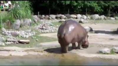 Hippo rips a massive fart