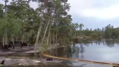 Tree getting swallowed by an underwater sinkhole