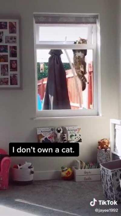 poor kitty