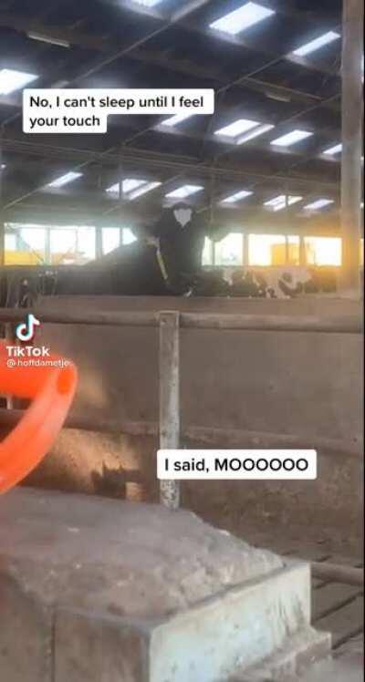 And I said MOOOOO, I am blinded by the hay...