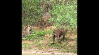 Territorial male jaguar establishing his dominance towards two inexperienced youngsters in the Pantanal