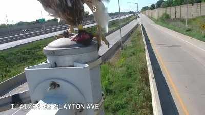 Hawk lands in front of camera and eats rat it just caught graphic.