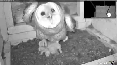 A barn owl mother protecting her chicks from a rat snake trying to enter her nest