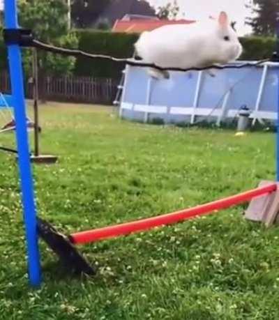 Bunny Got them big boi hops