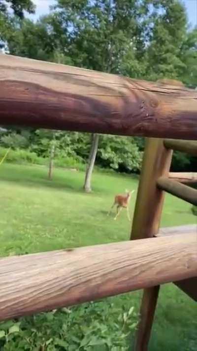 Mother deer comes rushing thinking a baby’s cries are coming from her baby