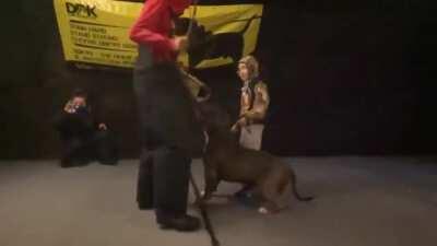 A trained pitbull was given the task of protecting the little boy.