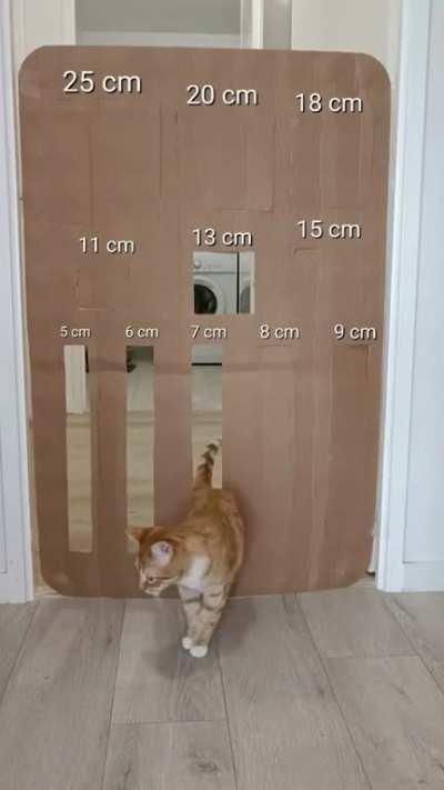 Interesting cat behaviours