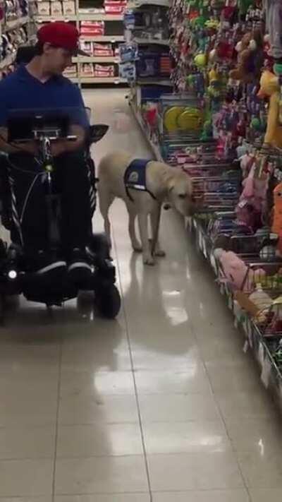 Service dog gets to pick his own toy