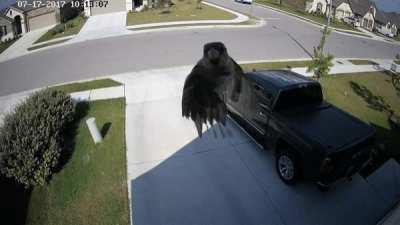 this bird's Framerate synced with wings