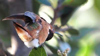 I got a video of a tiny hummingbird stretching