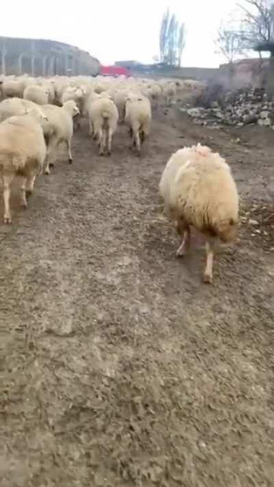 Little shepherd &amp;lt;3 Georgian shepherds puppy ready to work