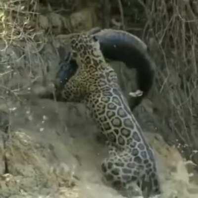 A huge male Jaguar pulling a caiman out of the water up a slippery, muddy riverbank in the northern Pantanal, Brazil.