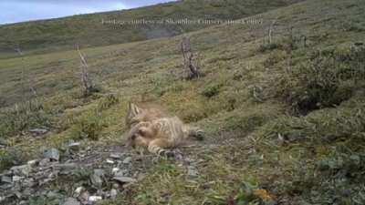 The Chinese mountain cat is one of the rarest wild cats, and was first captured on camera in the wild in 2007