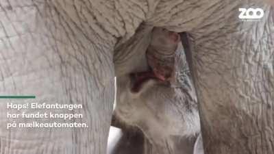 Newborn finding the milk