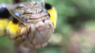 A caterpillar that takes the form of a snake when it feels threatened