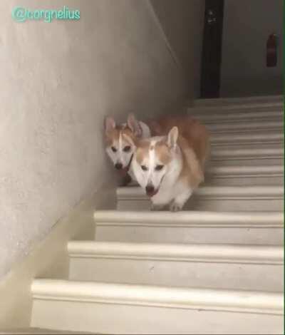 Corgis walking downstairs in sync