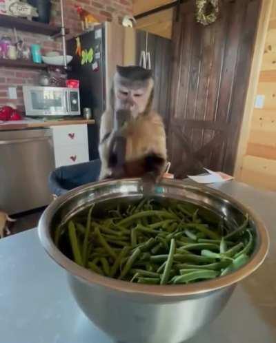 Monkey snapping green beans.