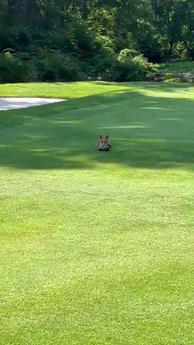 Swiper no swiping! Would you play it as it lies?