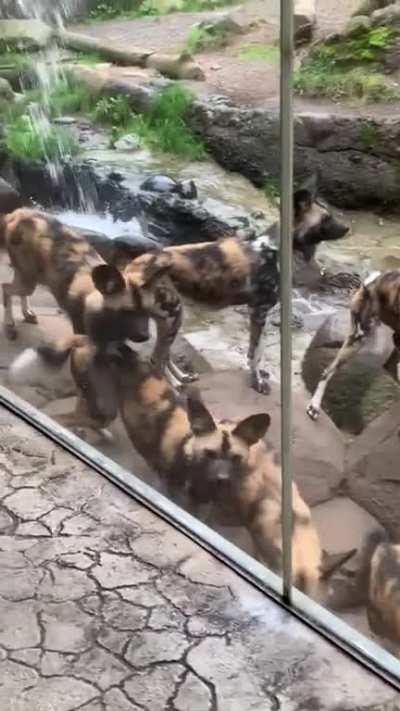 Wild Dogs see a Domesticated Dog