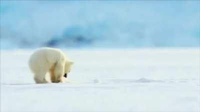 Baby polar bear gets spooked by a seal