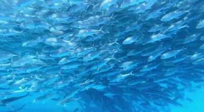 Cabo Pulmo National Park, Bigeye (Jack) Trevally fishnado