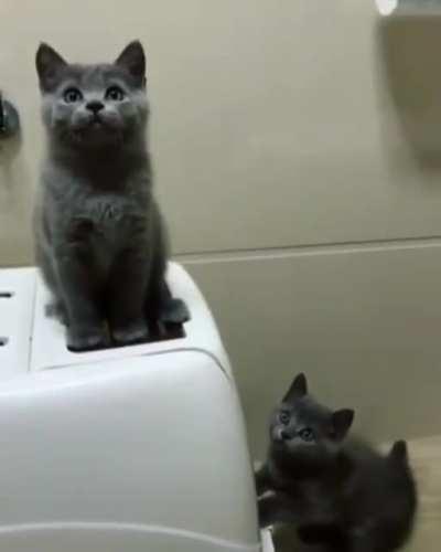 Kittens getting in sync