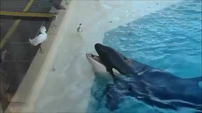 Killer whale uses fish as bait to catch a bird