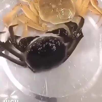 Crab shedding its old exoskeleton for a shiner new one