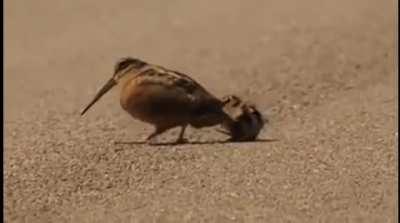 🔥 Woodcock probes the soil to search for worms